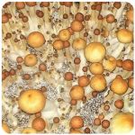 Псилоцибиновые (галлюциногенные)  грибы Psilocybin "Golden Teacher" в Хабаровске