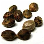 Семена марихуаны АК-47 (Seeds AK-47) в Хабаровске Семена марихуаны АК-47 (Seeds AK-47) в Хабаровске